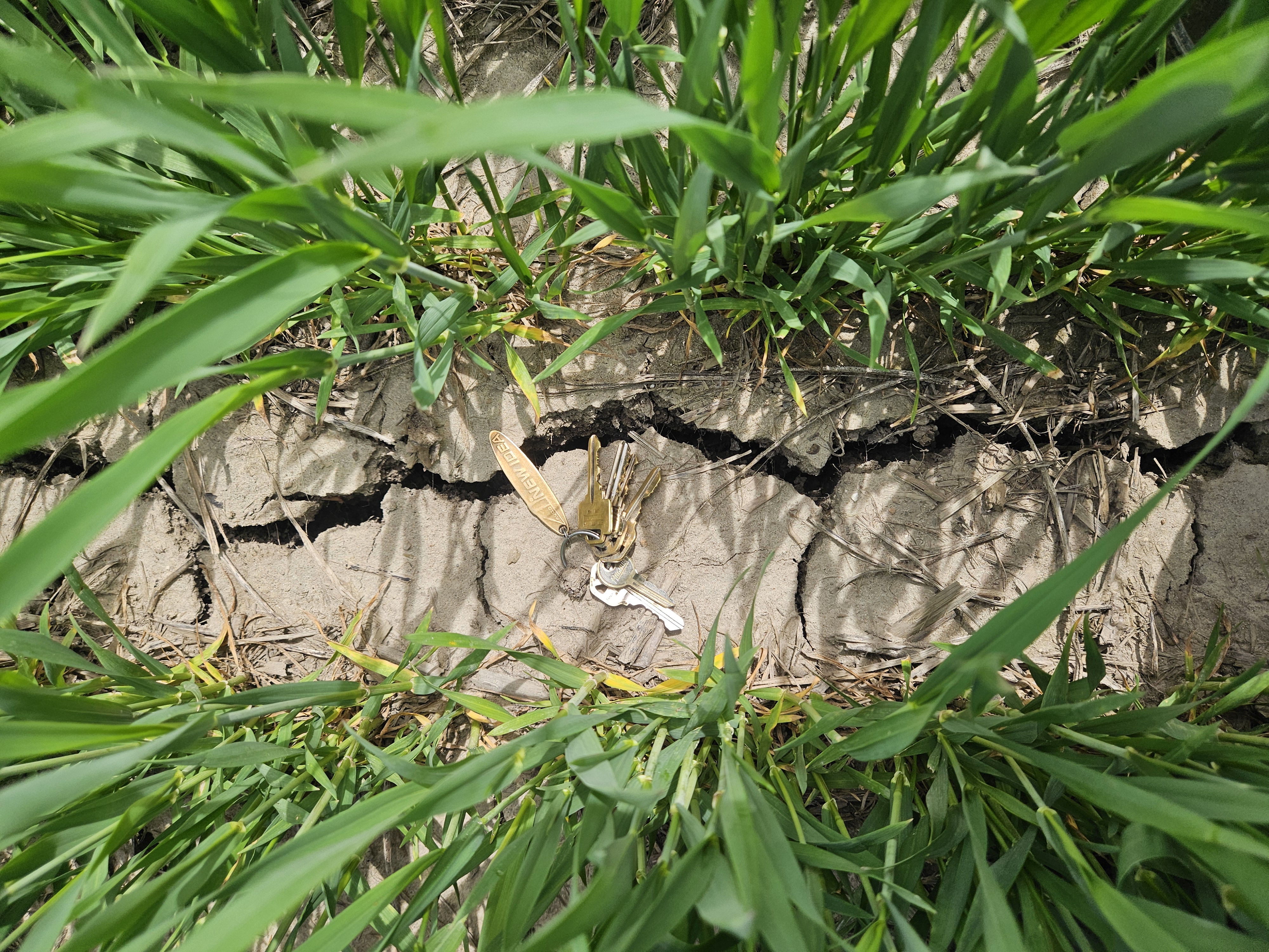 NE wheat_KW.jpg